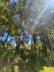 Compacted gravel internal farm roads for easy access throughout 215 hectare ranch Soná Panama