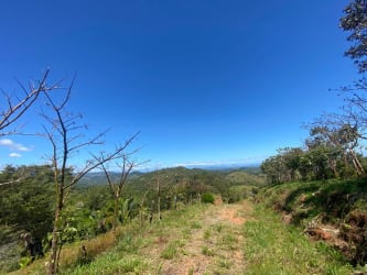 Cattle Ranch 215 Hectares for Sale in Sona Panama