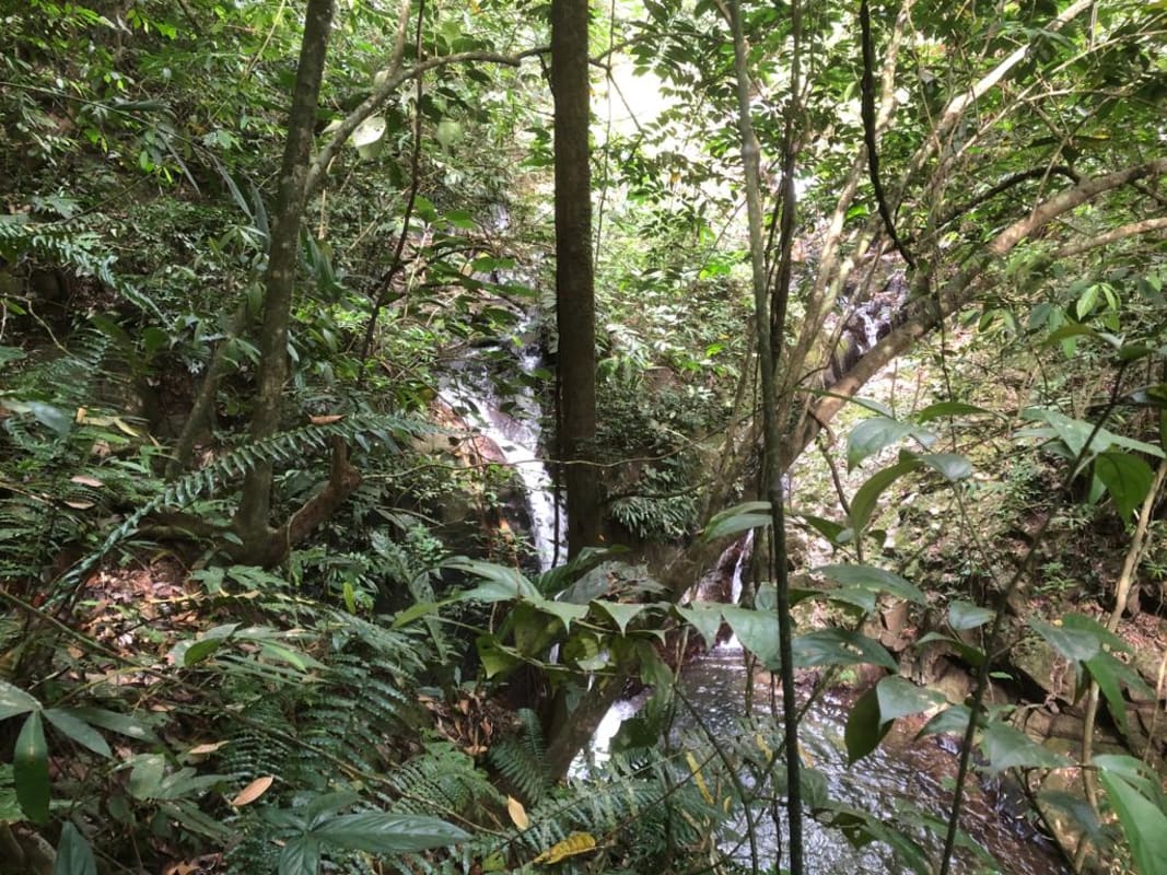 Water features with small pond, lush trees and flowing stream on eco farm near Chagres Park