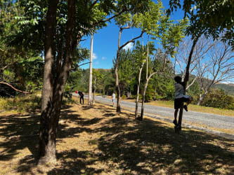 Trees lining roadside with blue sky Altos del María mountain gated community Panama