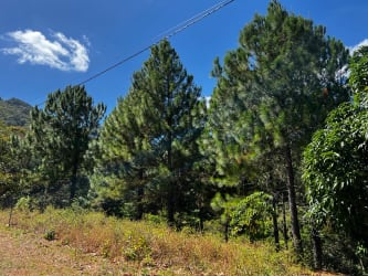 Vacant land covered with pine trees and sky mountain backdrop Altos del María Panama