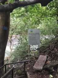 Asphalt road through pine trees in mountain community Altos del María Panama