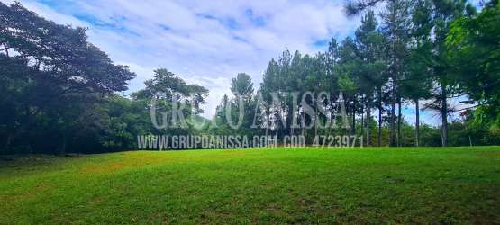 Verdant open cleared field with mature trees ready for home construction in Altos del María Panama