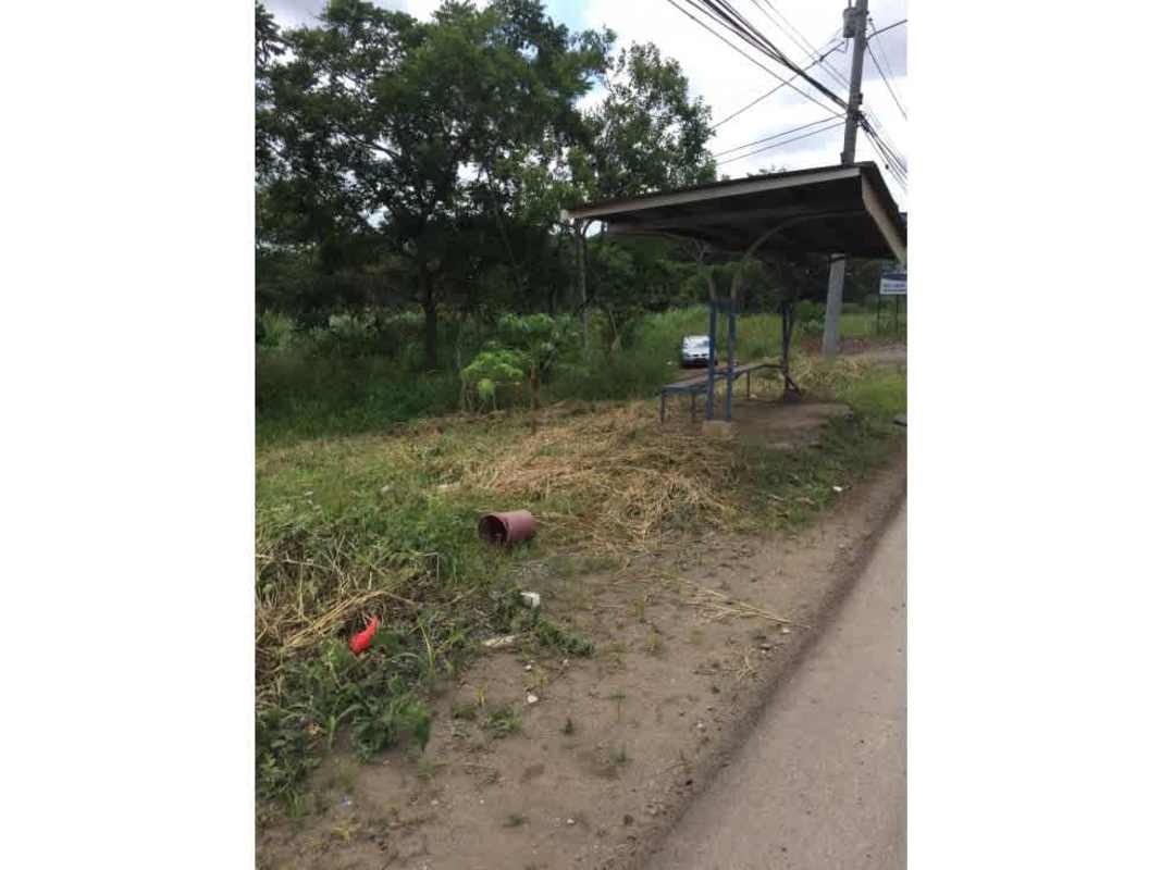 Bus stop shelter alongside roadside vegetation by development lot in Pedregal Panama
