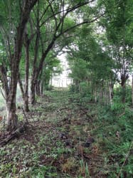 Fenced perimeters and natural terrain of large rural land parcel near Punta Chame Panama