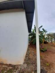 Garden view with banana plants beside white house wall in suburban Monagrillo Chitré