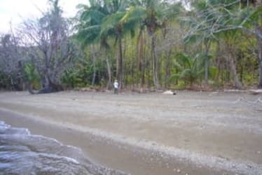 Peaceful beachfront area with palm trees and calm Pacific waters Isla Cébaco, land in Panama
