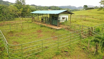 Aerial view of green rolling hills ideal for cattle grazing Penonomé