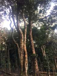 Banana trees tropical greenery eco-land in Laguna de San Carlos Panama