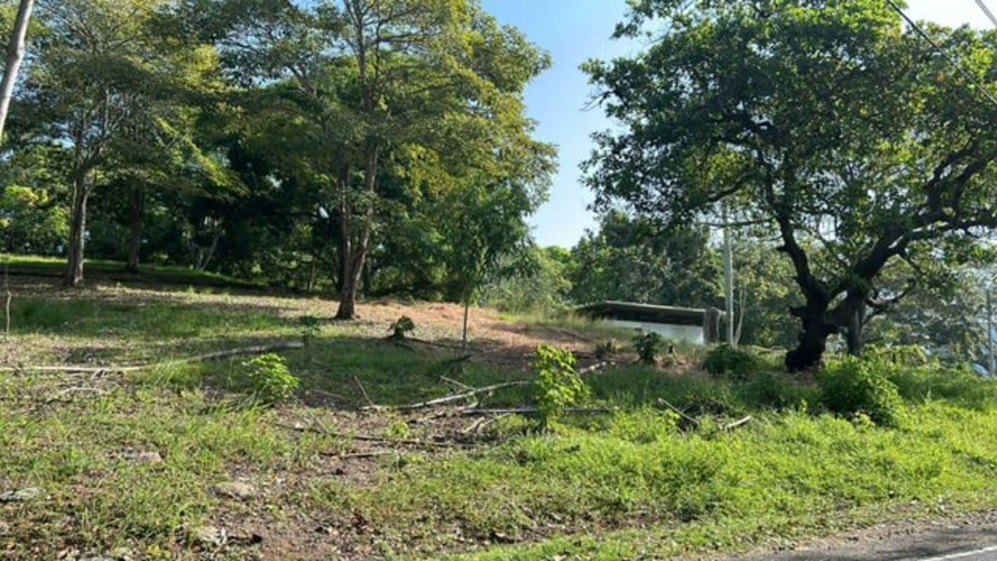 Vacant corner with trees, utility poles and natural land in Curundu Panama City