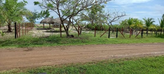 Rustic lot with fencing, palapa hut, trees and dirt road Rincón de Mariabé Pedasí Panama