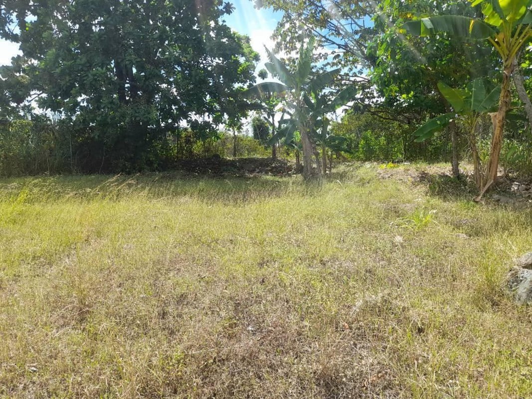 Green grassy flat lot with mature trees available land for commercial or residential development Panama