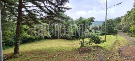 Nature-surrounded corner land plot with grass and tall trees in Altos del María