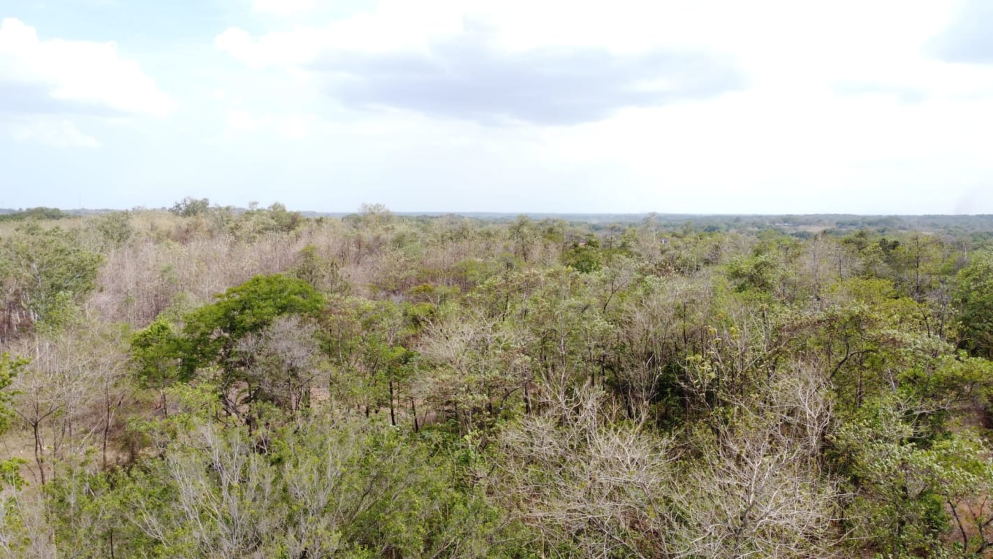 Dense trees and dirt access road running through farmland in rural Pacora Panama