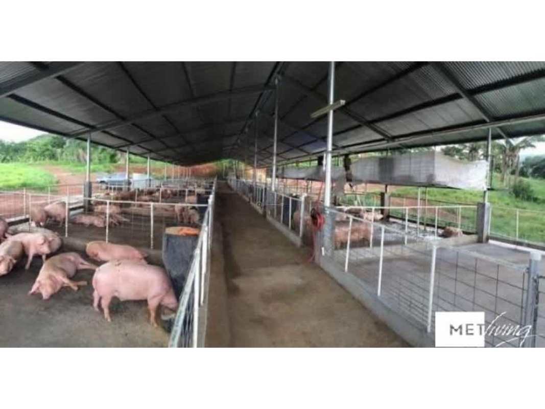 Waste management equipment and ponds at pig farm Santa Rita La Chorrera Panama