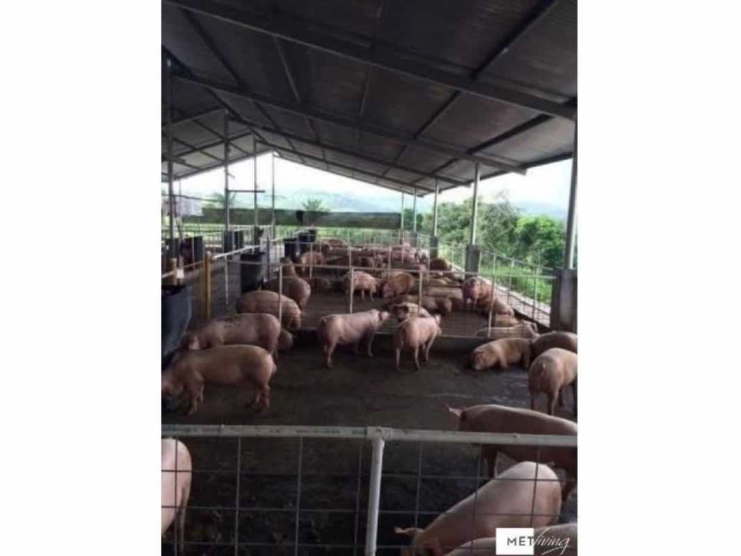 Pig enclosure area fenced with open shelter at farm Santa Rita La Chorrera Panama