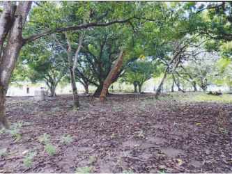 Wooded buildable lot with mature trees perfect for housing or commercial use close to Pacific coast Nueva Gorgona Panama