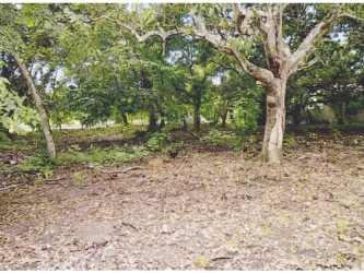 Vacant development lot with dense greenery and mature trees near Nueva Gorgona beach Panama