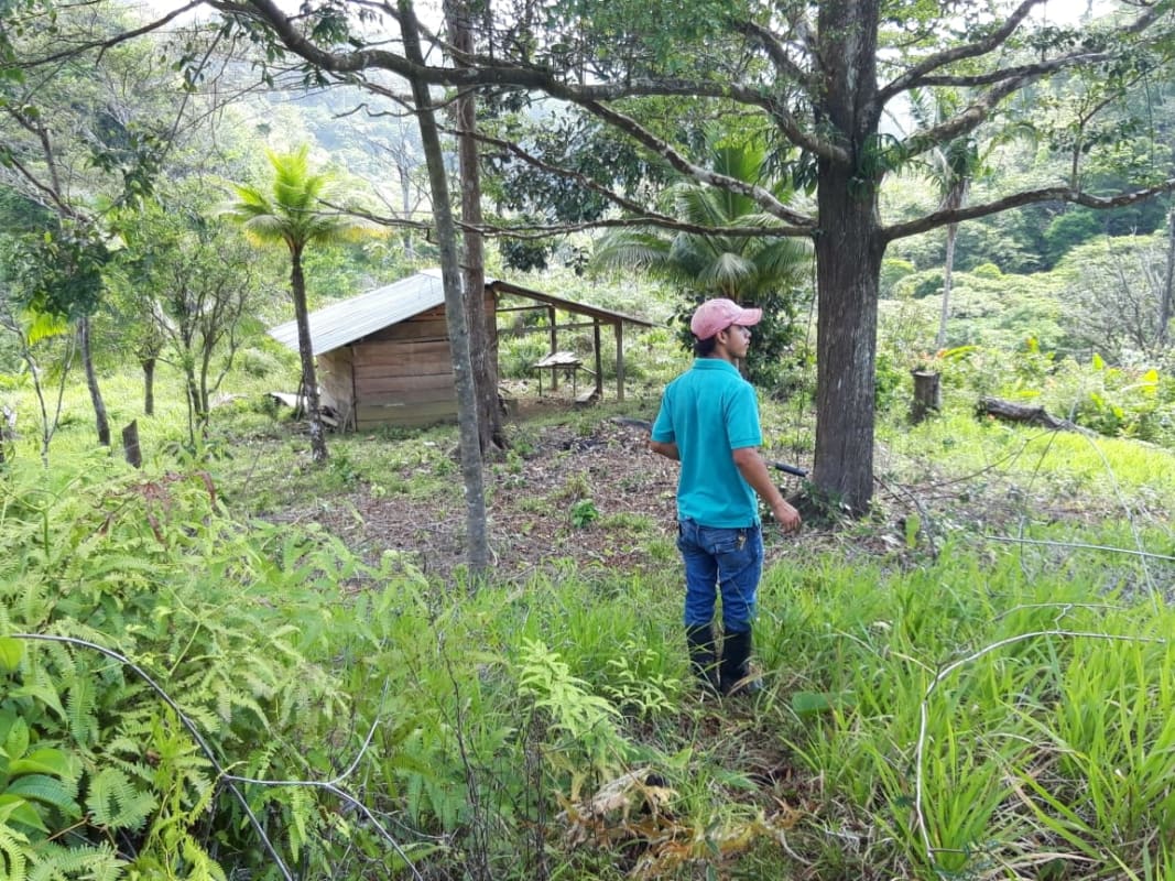 Wooden cabin with metal roof amid lush rainforest vegetation on farm for sale Chepo Panama