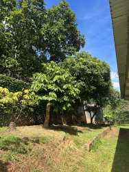 Backyard green area with trees Chitré Herrera Panama