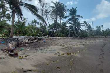 Tropical palm-lined sandy beach oceanfront property for sale in Panama Colon province