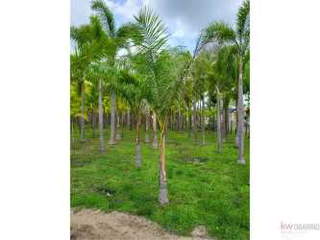 Estate for Sale in Nueva Gorgona - 5 bedrooms