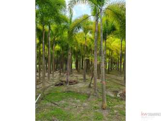 Tropical landscape with rows of mature palms on estate for sale in Nueva Gorgona Panama