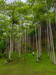 Expansive lush forest land perfect for eco retreat or mountain sanctuary investment in Panama