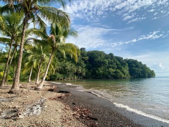 Tropical beachfront with palm trees lush vegetation and ocean at Bahia Honda Pixvae Panama