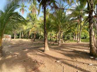 Palm grove natural vegetation sandy beachfront Bahia Honda Pixvae Veraguas Panama