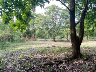 Large undeveloped tropical land with mature trees near Pacific ocean Pixvae Panama
