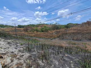 Commercial Land for Sale in Cerro Silvestre - 0 bedrooms