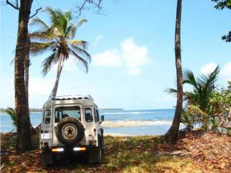 Drone shot dense palm trees beachfront Caribbean Salud Portobelo