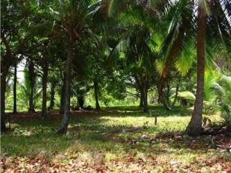 Palm trees lining sandy Caribbean beachfront in Salud Portobelo Panama