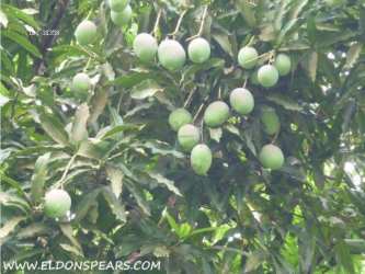 Scenic tropical terrain with dense greenery overlooking Caribbean waters in María Chiquita Colón