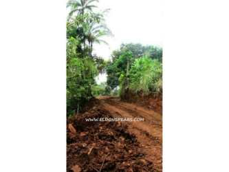 Thick lush palm trees and tropical vegetation on hillside Portobelo Hills land Colón province