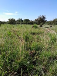 Grassland with wire fence and tree line under blue sky in Boquete Panama