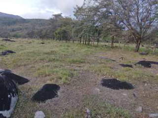Land / Farm for Sale in Renacimiento - 0 bedrooms
