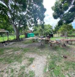 Large rustic yard with animal pens shade trees and livestock area in Penonomé farmhouse