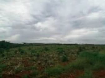 Expansive open farmland suitable for pineapple or agriculture in Las Mendozas Panama