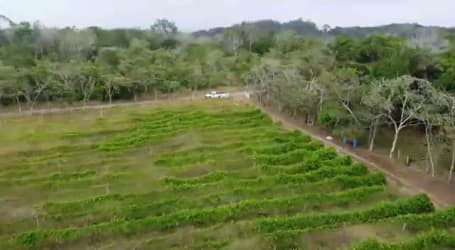 Aerial view of farmland with cultivated rows, trees, dirt road near La Chorrera Panama