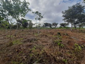 Rural dirt access road with surrounding vegetation flat land for sale Panama Coclé