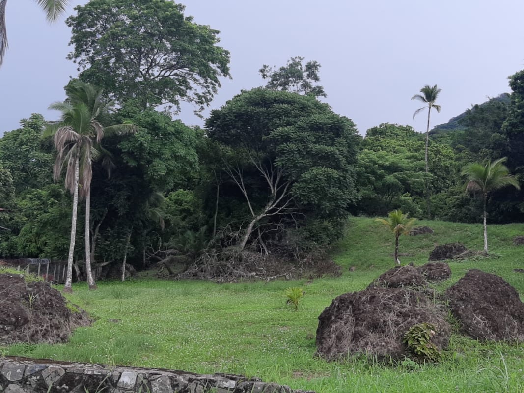 Lush land with mature trees, palm trees, rocks and slope ideal for a home Panama City