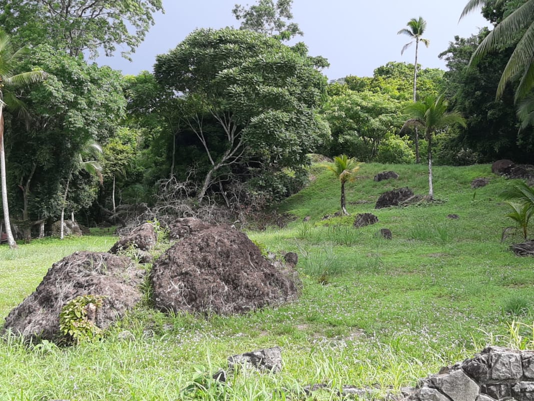 Forested plot with natural greenery, palm trees, rocks and open grassy areas in Panama City suburb
