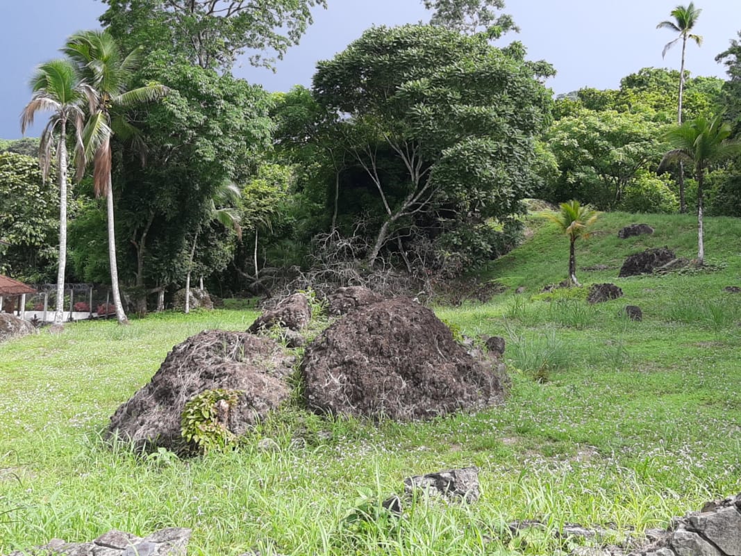 Dense palm trees and grassy landscape with rocks in residential area Las Cumbres Panama