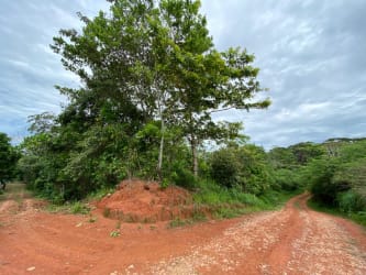 Country dirt road surrounded by lush green trees leading to farmland in Toabré Penonomé Coclé Panama