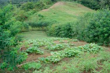 Vegetable garden area within green rural farmland with small hill in Toabré Penonomé Coclé