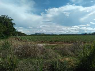 Panoramic countryside farmland with cultivation rows and dirt access ways in Coclé Panama