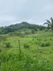 Rural land with lush green open space, mature trees, and forest background under a cloudy sky in El Arado La Chorrera