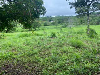 Land / Finca for Sale in El Lirio - 0 bedrooms